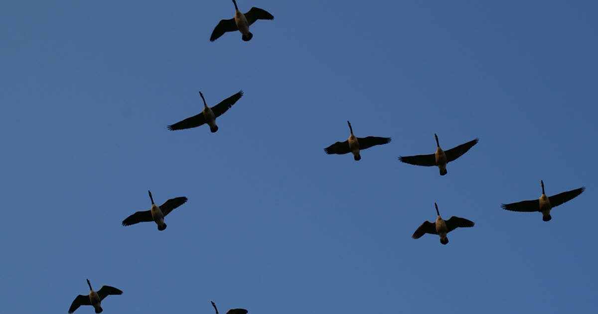 Gesundheit. Vogelgrippe: Mehrere tote Vögel im Elsass entdeckt