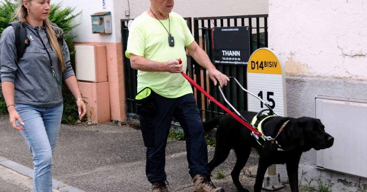 Cernay. Cannelle, Lima, Urus: three dogs to guide Gilbert