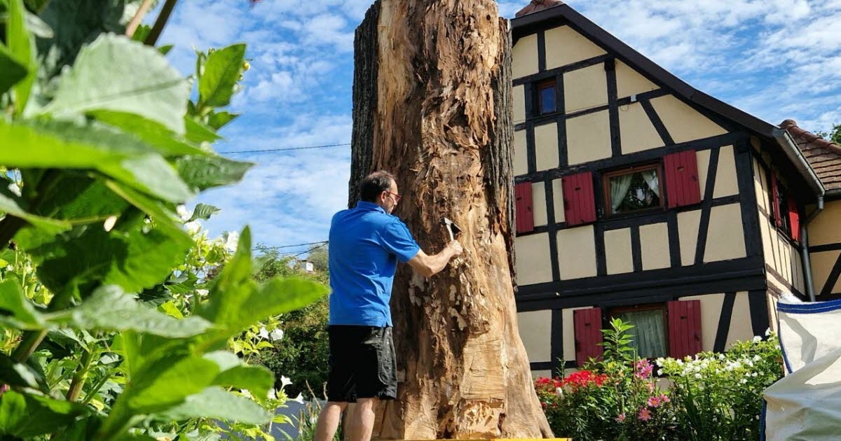 Ostwald. O tronco da antiga tília Liberty, de 1848, em breve será transformado em uma obra de arte.