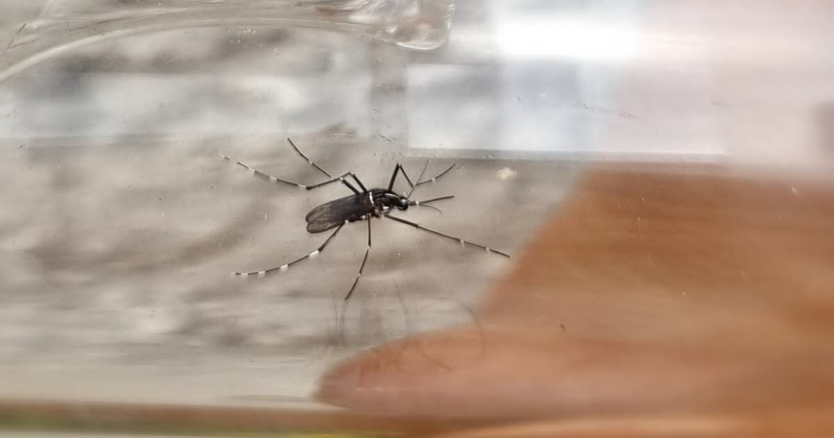 Bas-Rhin. Mosquito control operation in Strasbourg and Truchtersheim after the discovery of a case of Zika