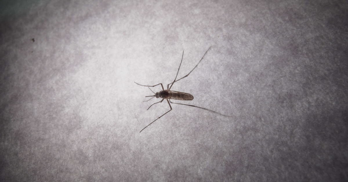 Salud. Chikunguña: 12 focos de transmisión identificados en Francia continental, con 31 casos en total.