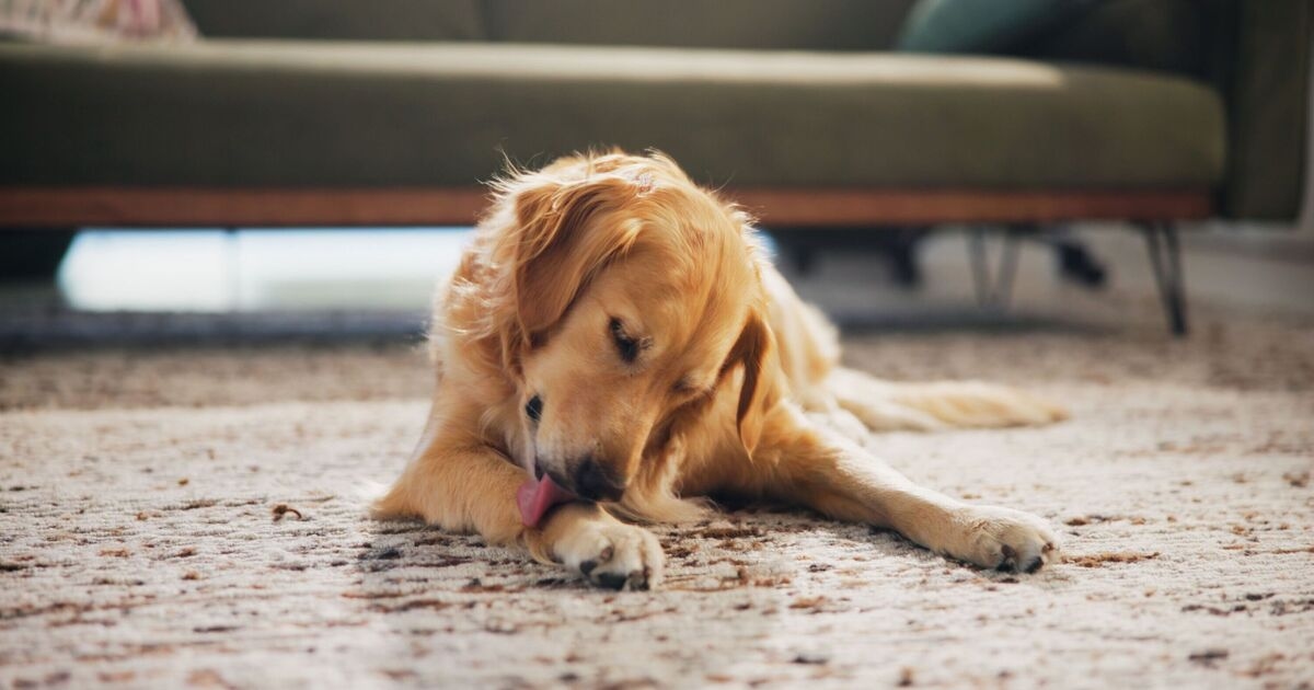 Dogs licking paws in autumn could be a cry for help