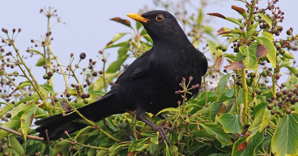 Families urged to 'take action' in gardens if they see blackbirds
