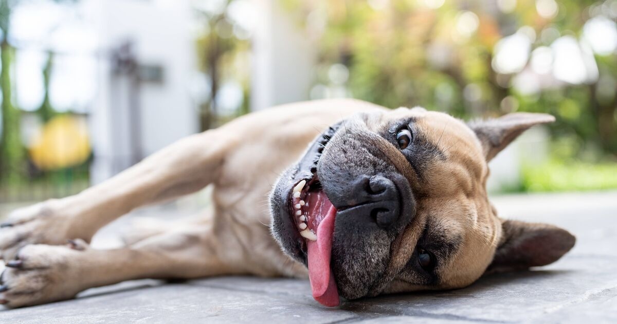 3 cose da evitare se pensi che il tuo cane abbia un colpo di calore
