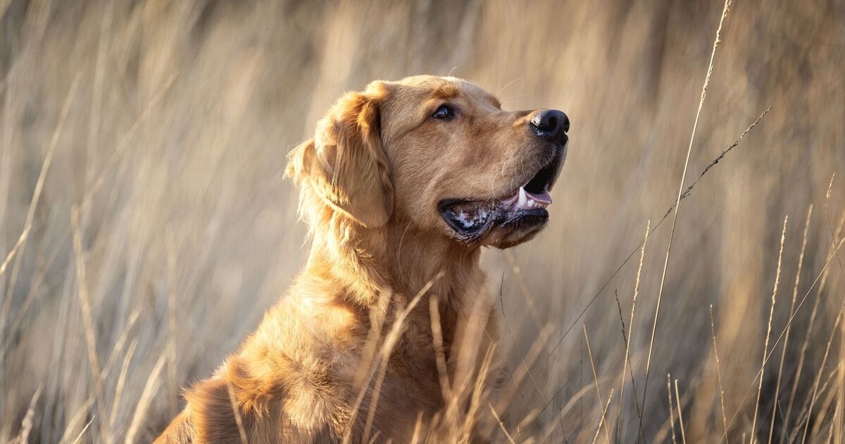 Il veterinario consiglia di "agire immediatamente" se si notano questi sette segnali