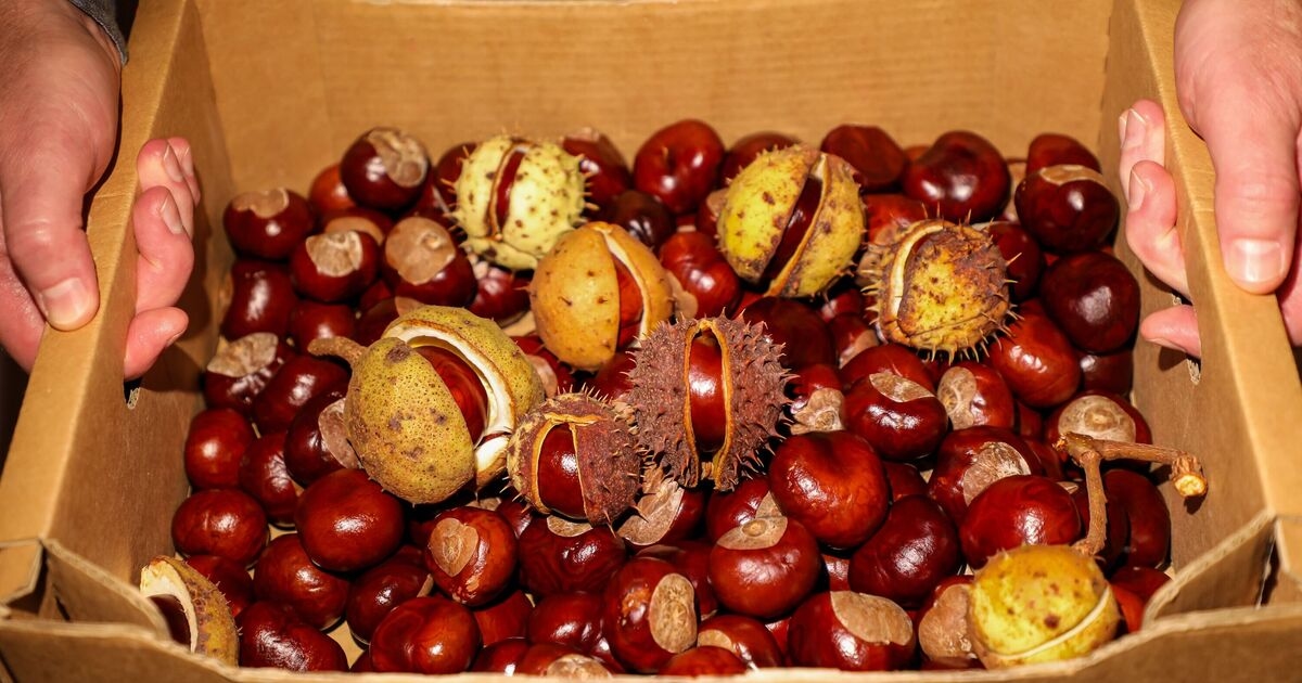 Vet warns against dangers of common autumn fruit to cats and dogs