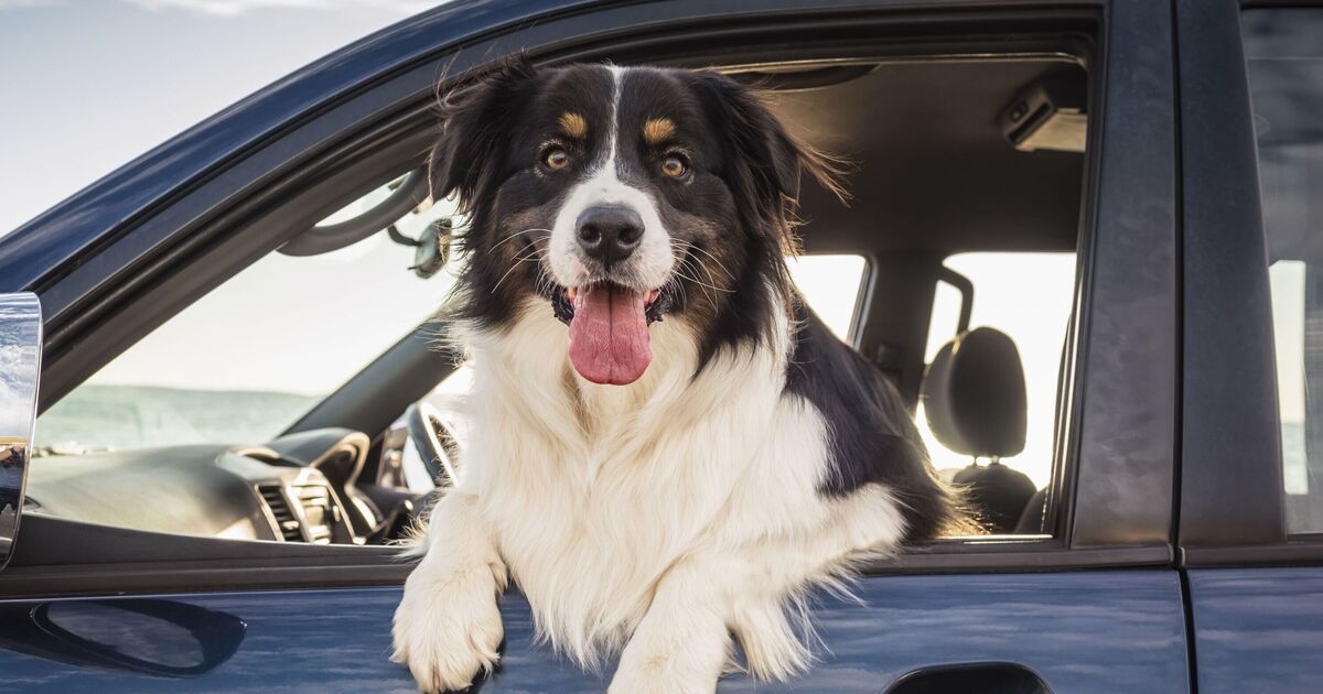 Expert advises drivers with dogs in cars how to avoid fine of up to £5,000