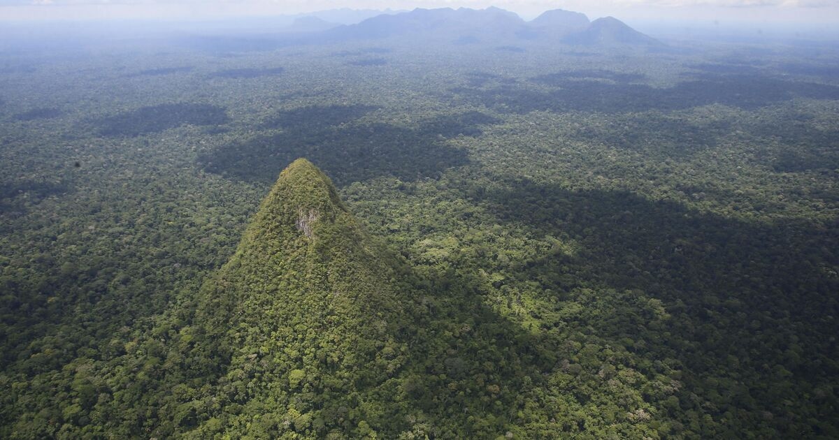 Scoperta nella foresta pluviale amazzonica un'antica struttura che potrebbe essere la "più alta del mondo"