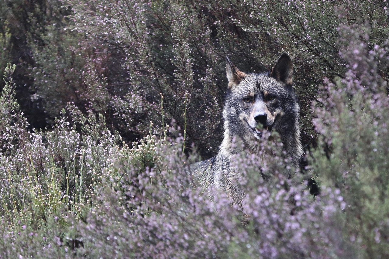 WWF, avlanan İber kurdu için Madrid'de büyük bir uluma çağrısında bulundu