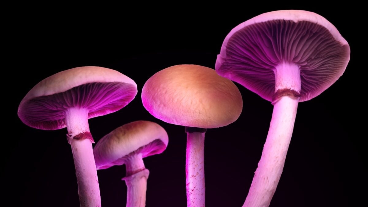 Manche essbare Zauberpilze enthalten kein Psilocybin – einfach nur Mist, der trotzdem high macht