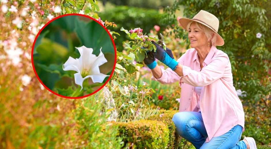 Een zeer giftige plant. Hij veroorzaakt hallucinaties en bewustzijnsverlies. Polen planten hem in tuinen en op balkons.