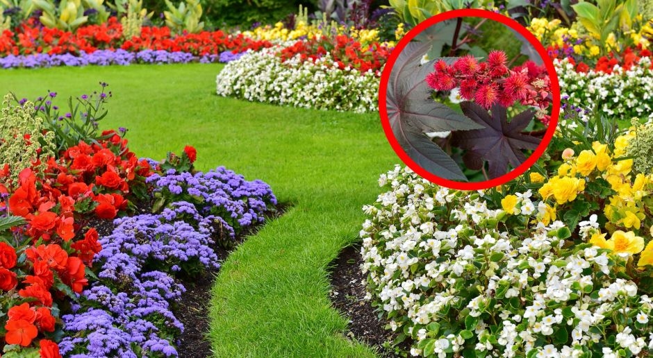 Giftiger dan cyanide. Er is geen tegengif. Polen planten het in hun tuinen.