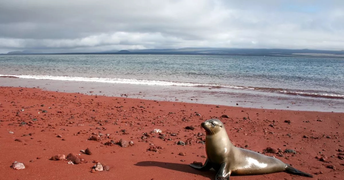 Incredible red beach in secluded paradise where flamingos and sea lions live