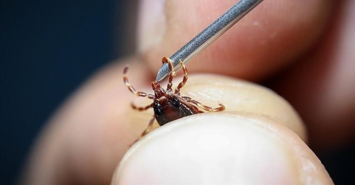 Se realizarán estudios de fase 2 de la vacuna contra la fiebre hemorrágica del Congo en Sivas.