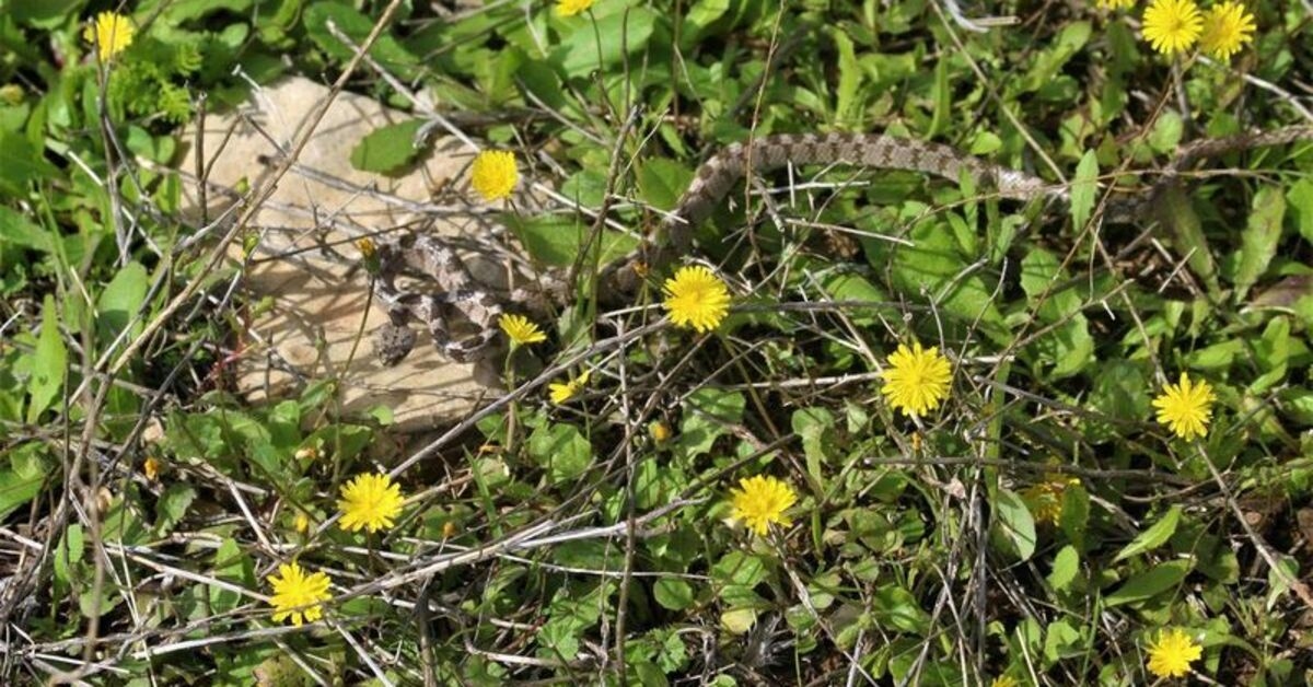 "No aplicar torniquete en caso de mordeduras de serpiente"