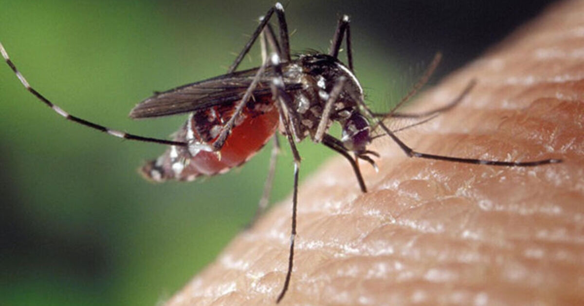 Avrupa'da yerel Chikungunya vakası bildirildi