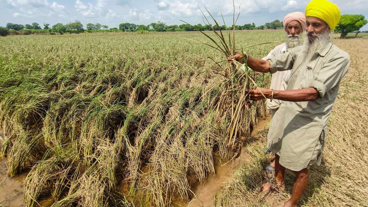Indien: Streit um Basmati-Reis gefährdet Freihandelsabkommen