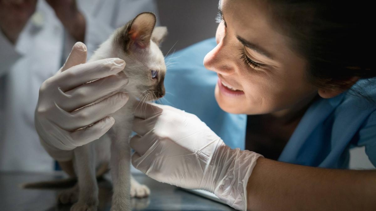 Massenabschiebungen in den USA könnten den Veterinärsektor beeinträchtigen und zu einem Mangel an Arbeitskräften führen.