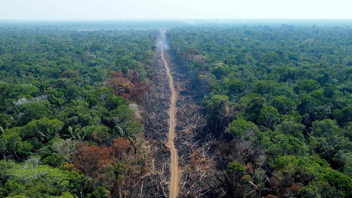Die Abholzung des Regenwalds im brasilianischen Amazonasgebiet hat in den letzten zehn Monaten zugenommen.