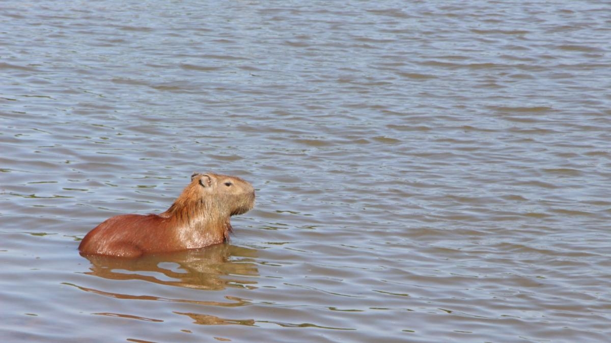 Laut Umweltministerin Lena Estrada Añokazi wird die Regierung die kommerzielle Jagd auf Wasserschweine nicht genehmigen.
