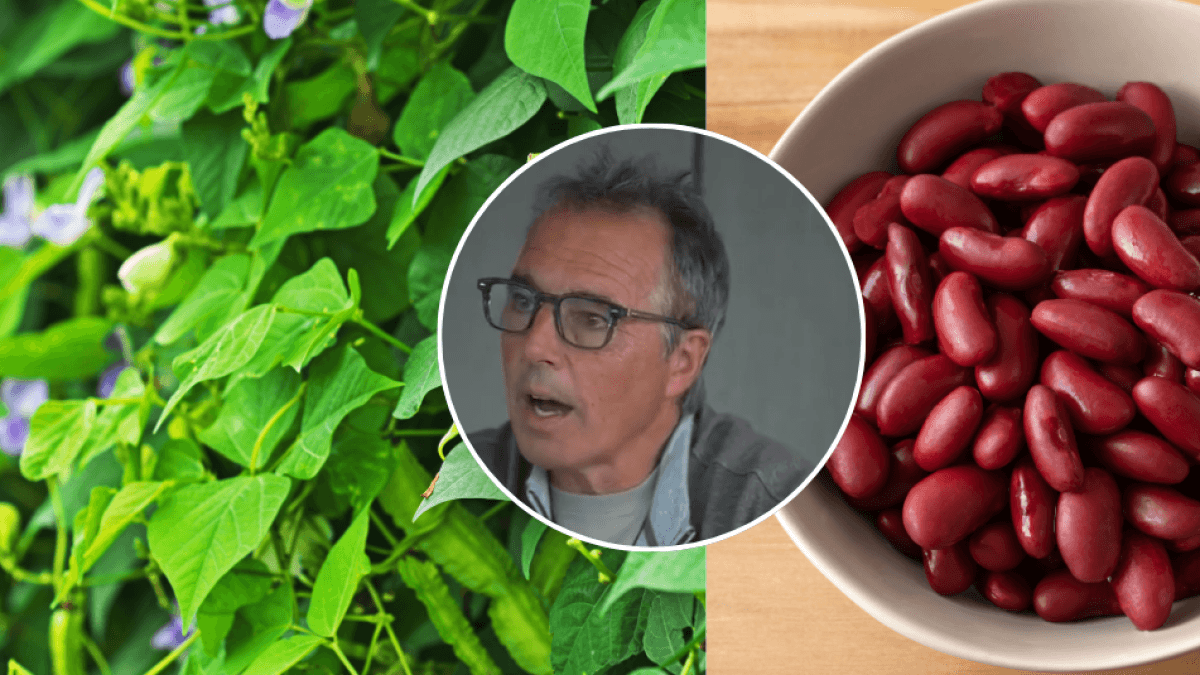 Longevity expert revealed the one food that can't be missing from your diet: it's cheap