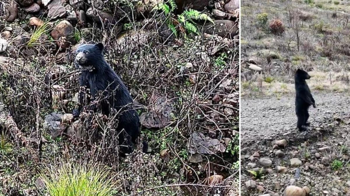 Spectacled Bear, Chingaza bataklığında çalarken kaydedildi: bu özel tepkiydi