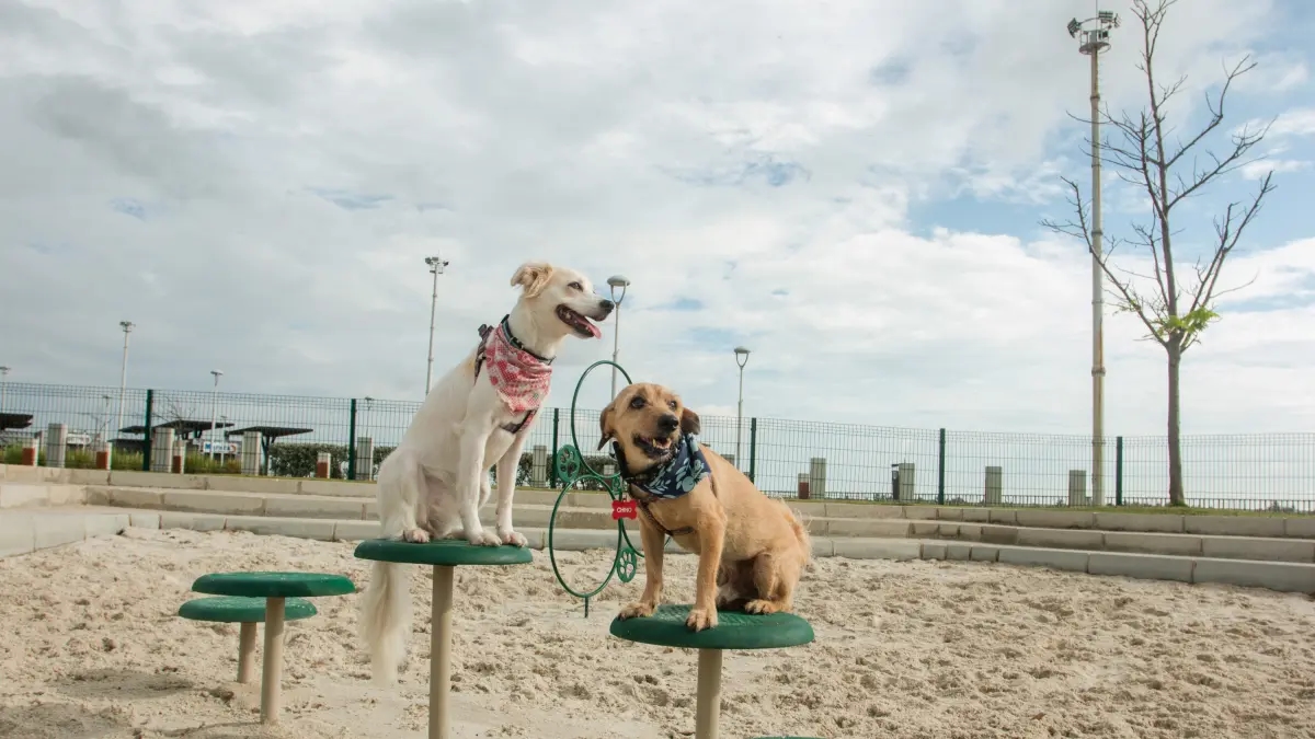 Tierausweis, die neue Anforderung, die Haustiere in Kolumbien erfüllen müssen: Er soll verhindern, dass sie verloren gehen.