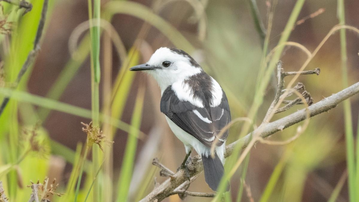 Ökotourismus und Vogelbeobachtung im Providencia Park: ein Naturschutzgebiet im Herzen des Valle del Cauca