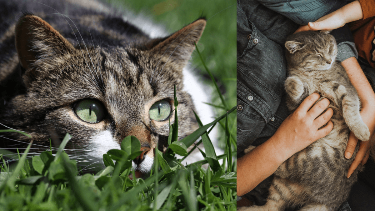 El gato que cazaba durante la Segunda Guerra Mundial para que su familia no muriera de hambre