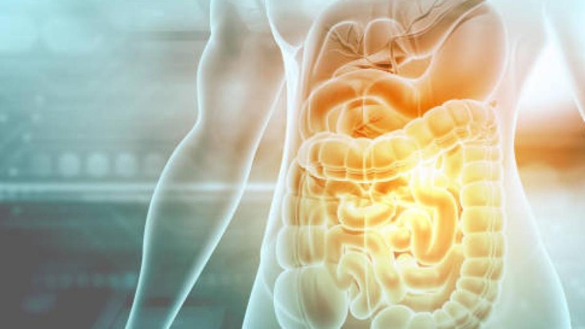 Warum die Darmmikrobiota für den Körper lebenswichtig ist: Schlüssel zur Gesunderhaltung