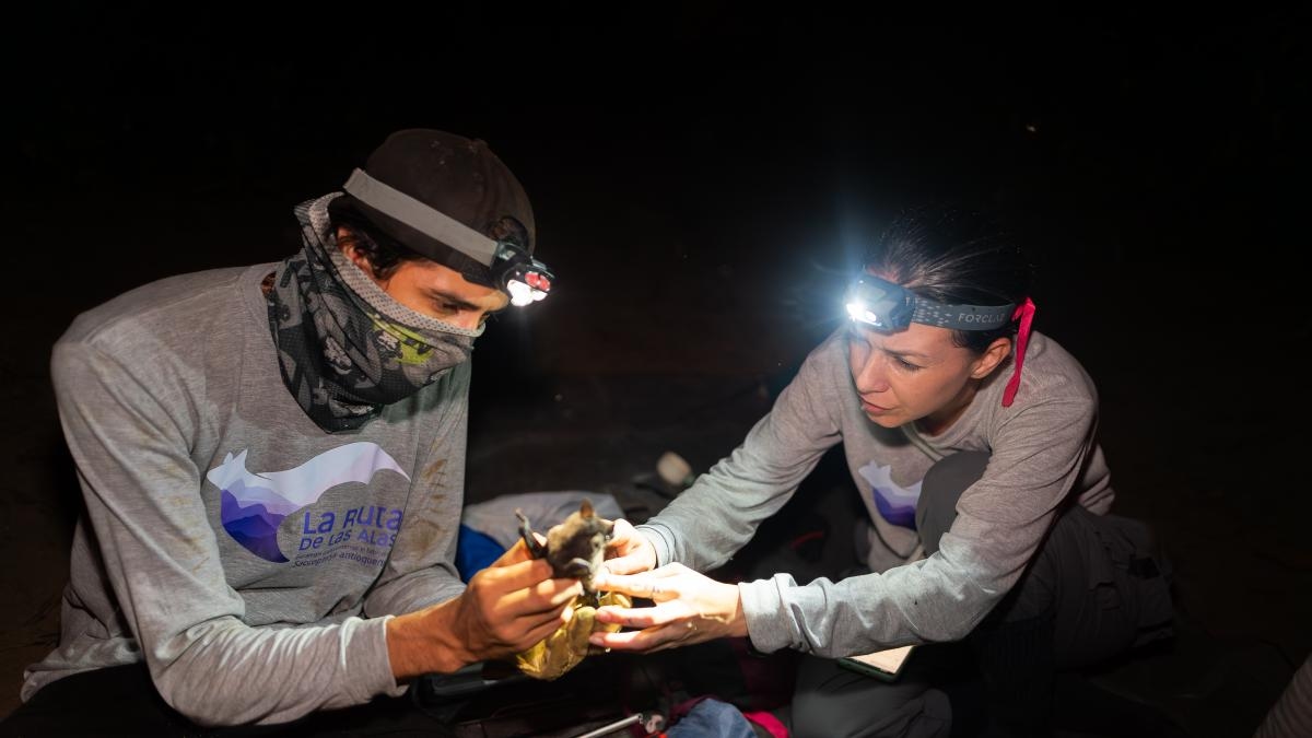 La Ruta de las Alas: la iniciativa pionera que busca proteger a los murciélagos en Colombia