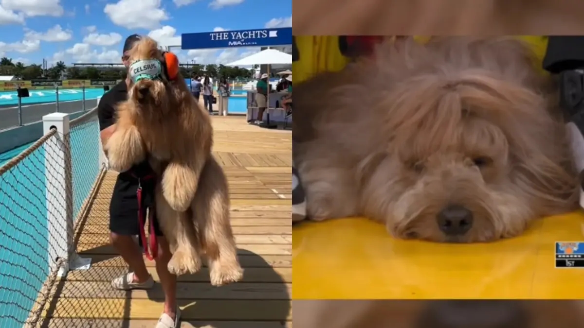 Brodiethatdood, the influencer dog who attends top sporting events in the NBA, MLB, and more.