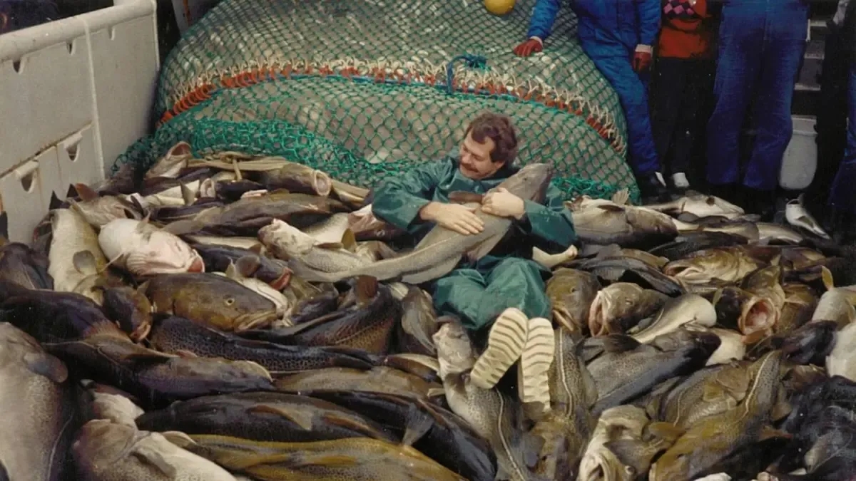 A pesca intensiva alterou o DNA do bacalhau no Mar Báltico.