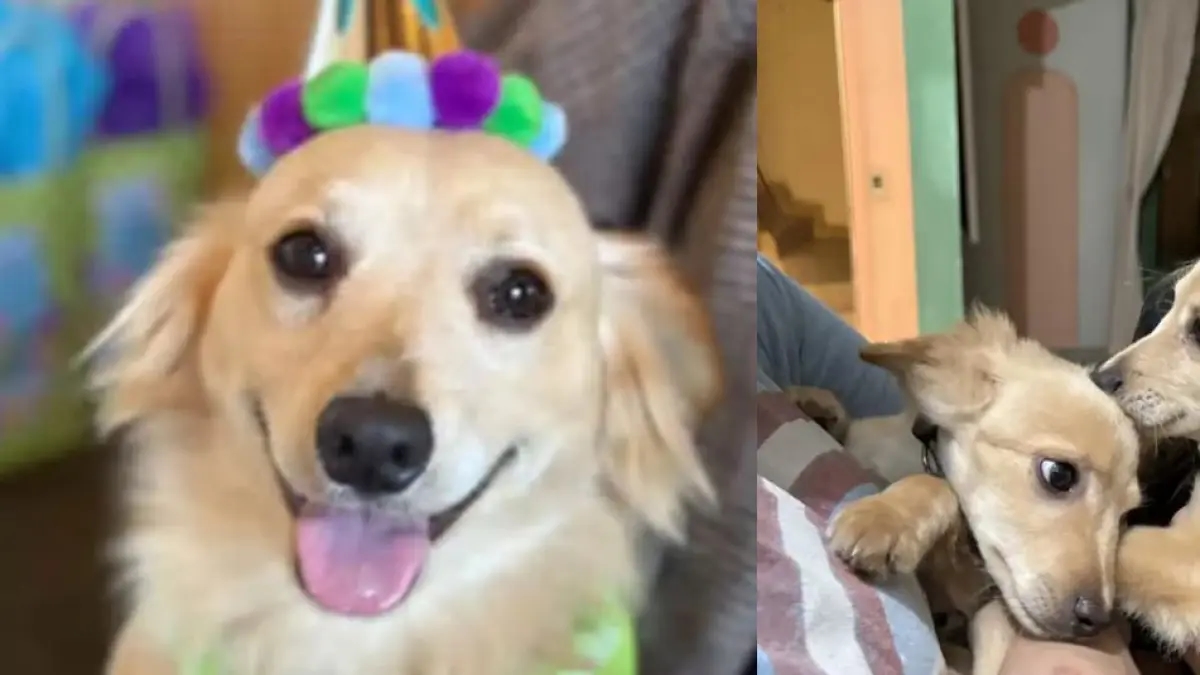 Voleva adottare un cane, ma quando è andata a prenderlo, ha avuto la sorpresa della sua vita: "Non ho resistito"