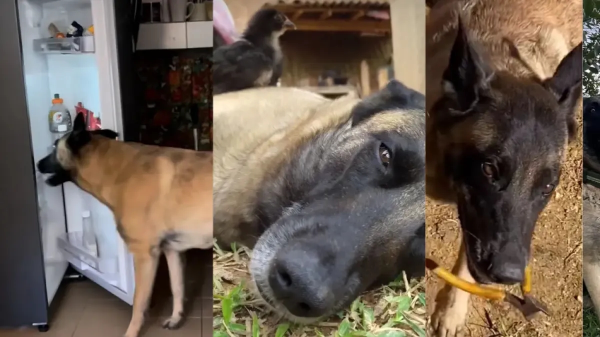 Lei è Guerra, "il cane più intelligente della Colombia": capisce perfettamente lo spagnolo e sa aprire i frigoriferi.