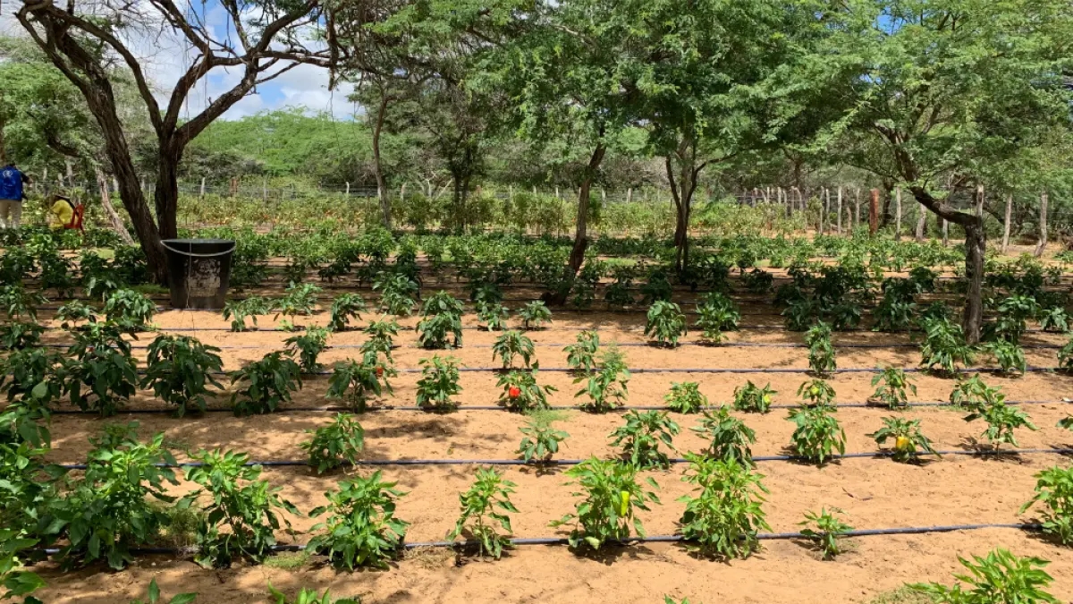 A ferramenta que permite a conservação do solo e promove a agroecologia em comunidades rurais da Colômbia