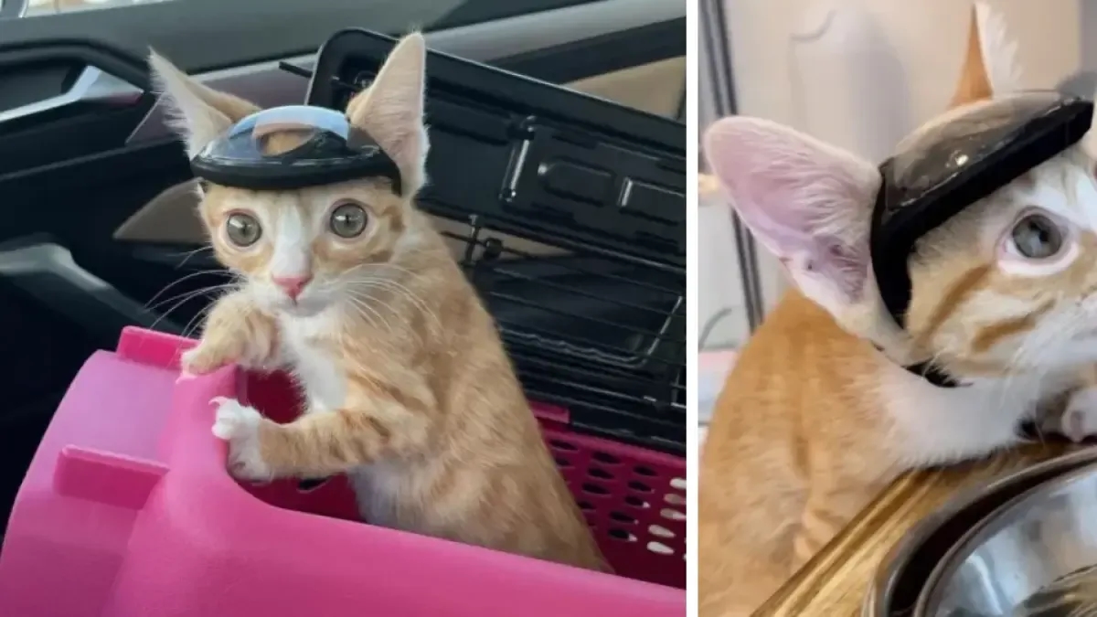 Otter, il gatto che indossava un casco personalizzato per evitare ferite: aveva un difetto congenito