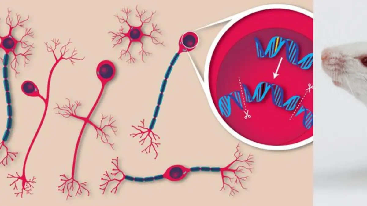 Ultra nadir görülen bir nörolojik hastalığa neden olan genetik mutasyonlar, farelerde DNA düzenlemesiyle düzeltiliyor.