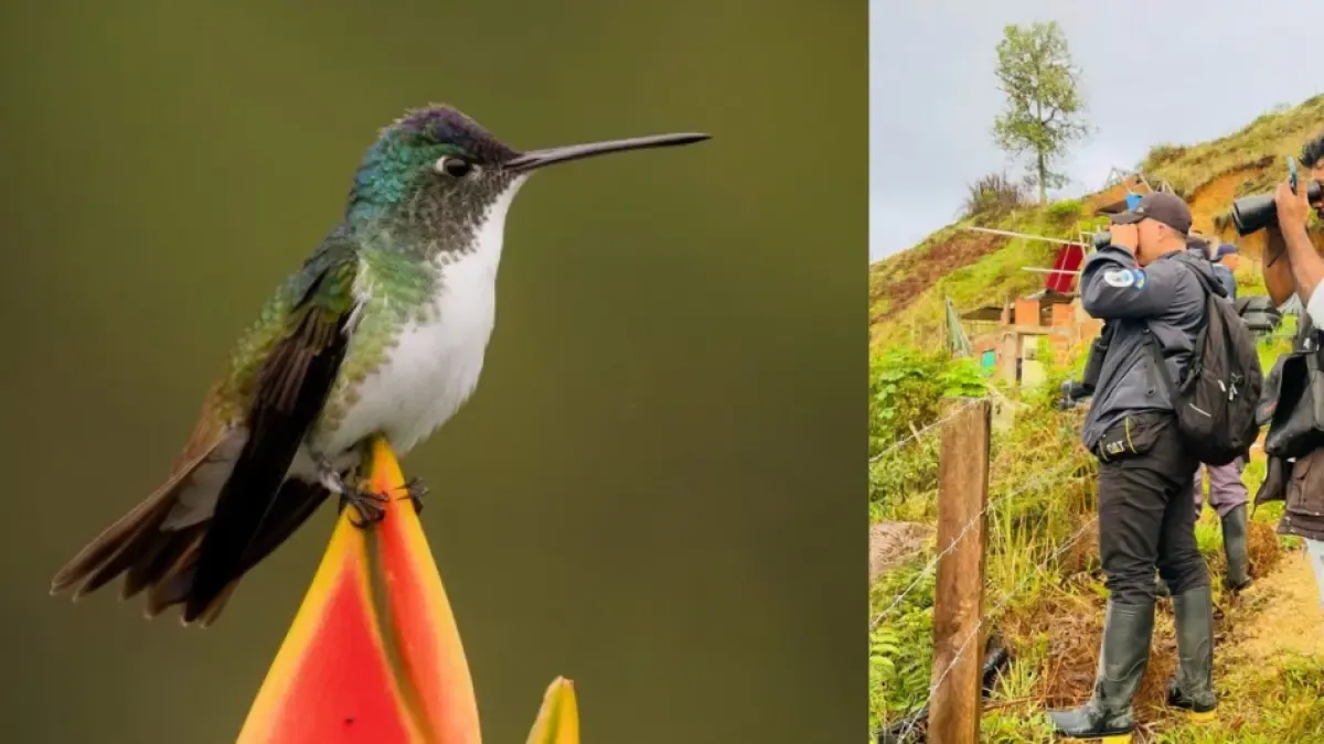 Colombia, paraíso de alas y colores: el país se posiciona como líder mundial en avistamiento de aves