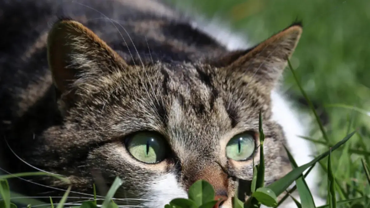 Der Mythos des Katzenbades: Wann man es machen sollte und wann nicht