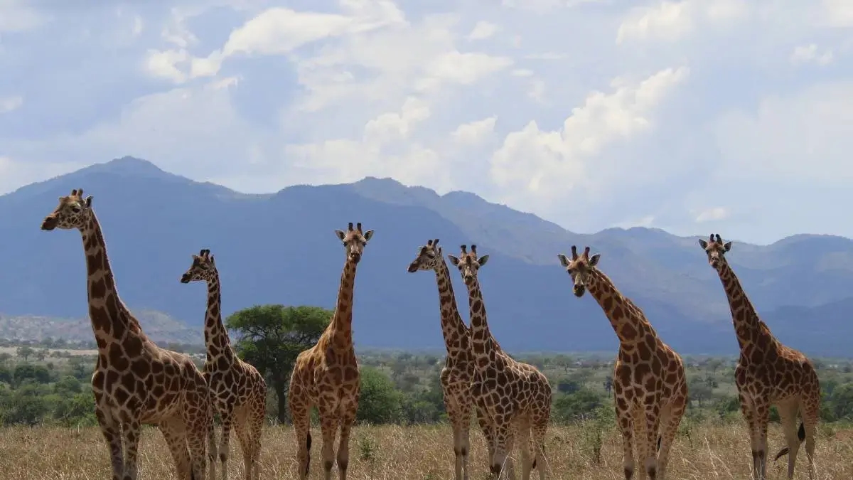 Una riclassificazione scientifica ridefinisce la specie della giraffa: non è più una specie unica.