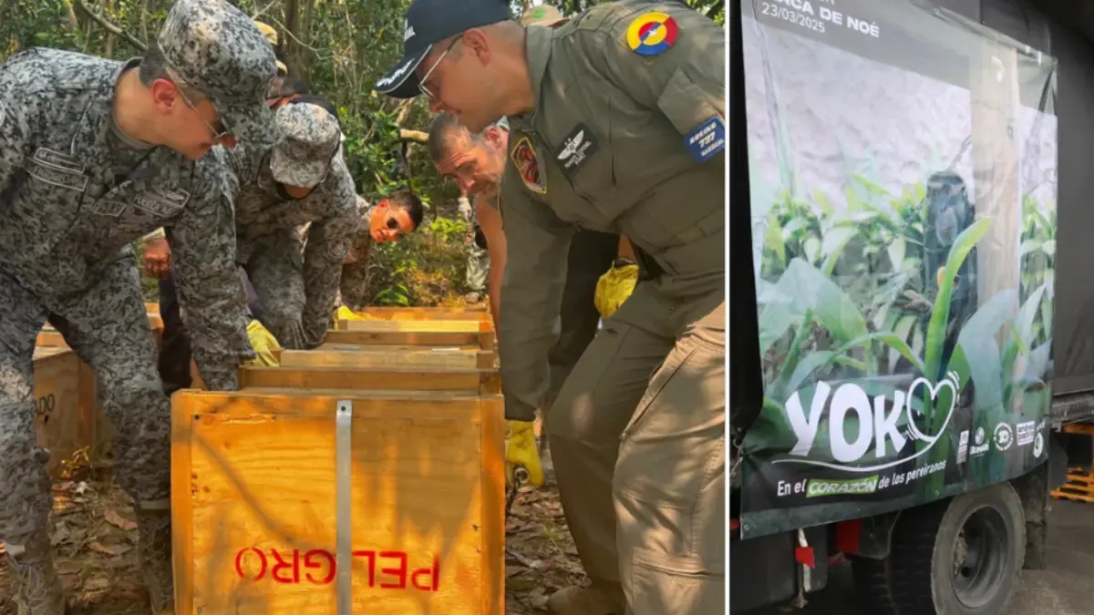 Die kolumbianische Luft- und Raumfahrtstreitkraft transportiert und befreit im gesamten Land Wildtiere, die Opfer illegalen Handels geworden sind.