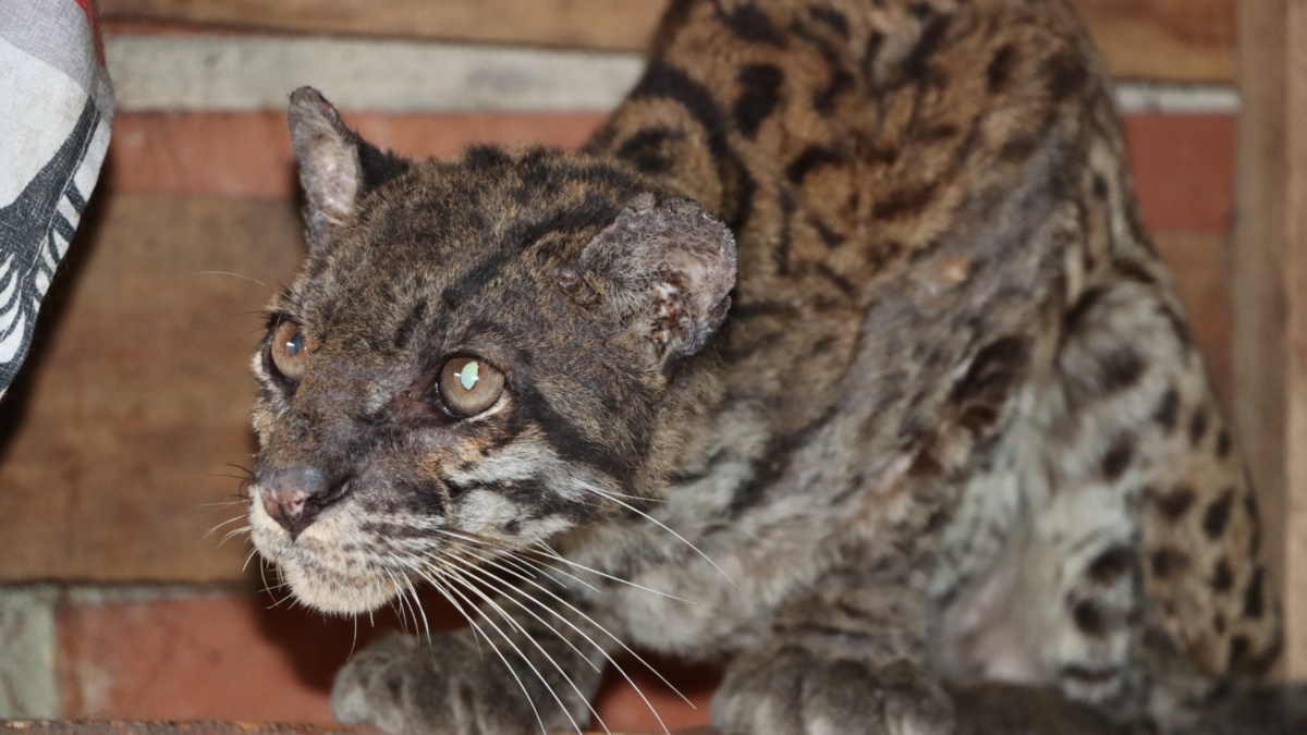 Unterernährtes und desorientiertes Tigerjunges auf einer Straße in Huila gerettet: Es war offenbar in Gefangenschaft gehalten und dann ausgesetzt worden.