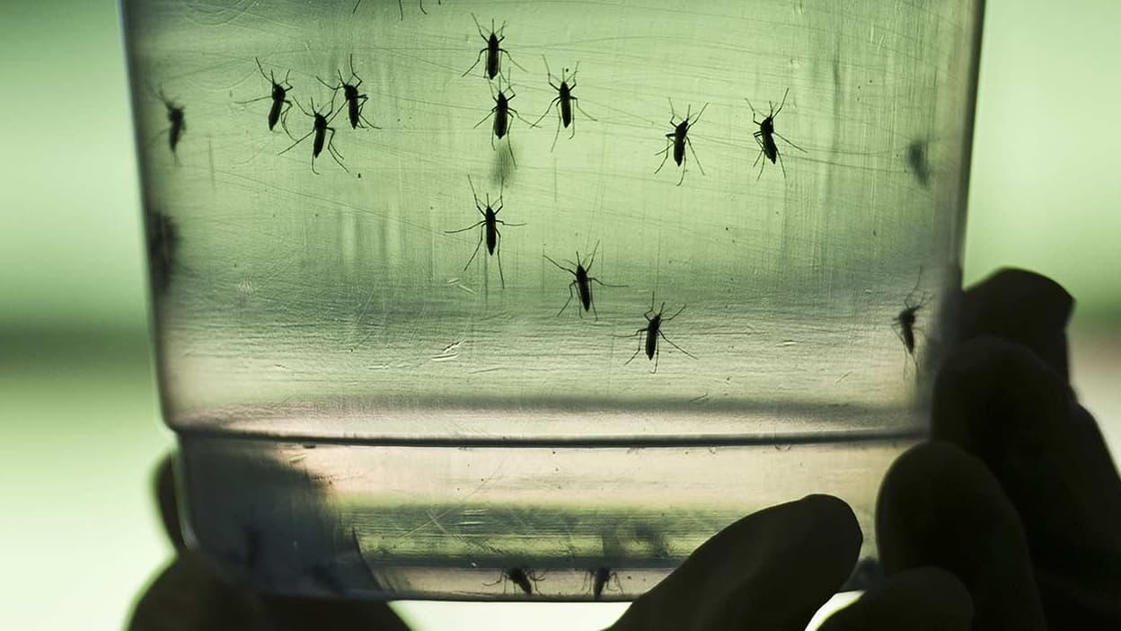 Chikungunya: ein mutmaßlicher Fall bei Einheimischen in Drôme