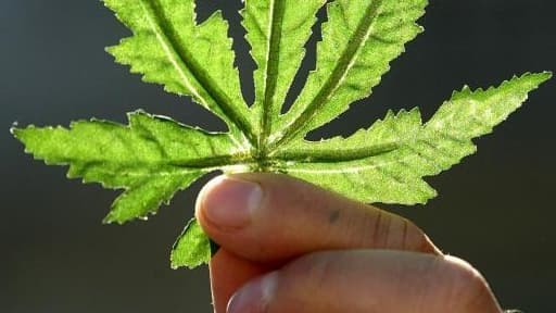 Perceived danger of cannabis in sharp decline among French people