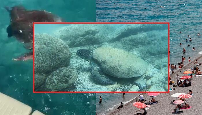 Caretta carettalar ısırabilir! Öğle saatlerinde denize girerken dikkat! Uzman isim nedenini açıkladı: "Stres tepkisi olabilir”