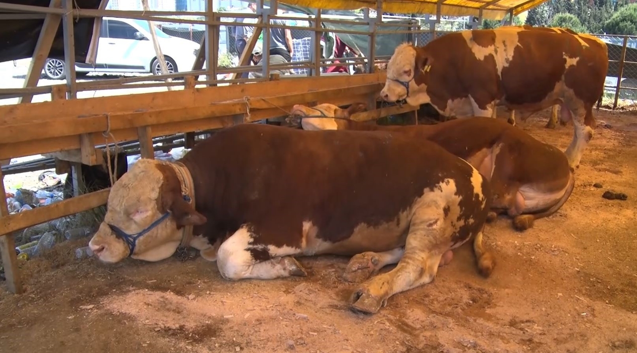 No segundo dia do Eid em Esenyurt, animais de sacrifício foram vendidos em grande número
