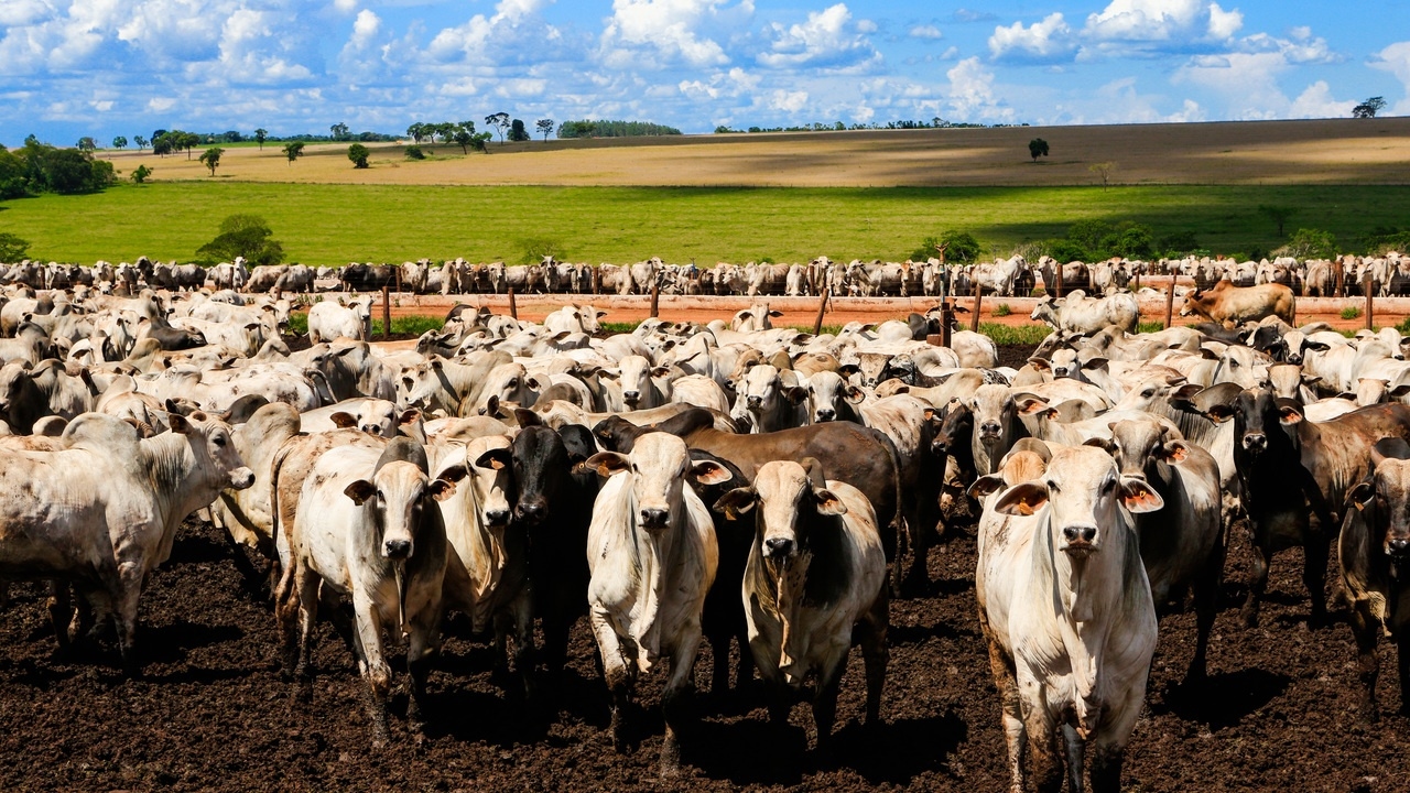 The tariff increase revealed that Brazil was not so dependent on the US – at least in one sector.