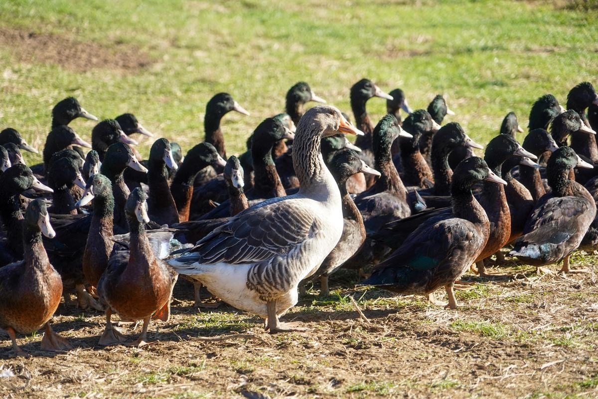 Basque Country: Kriaxera duck rescue operation awarded national prize