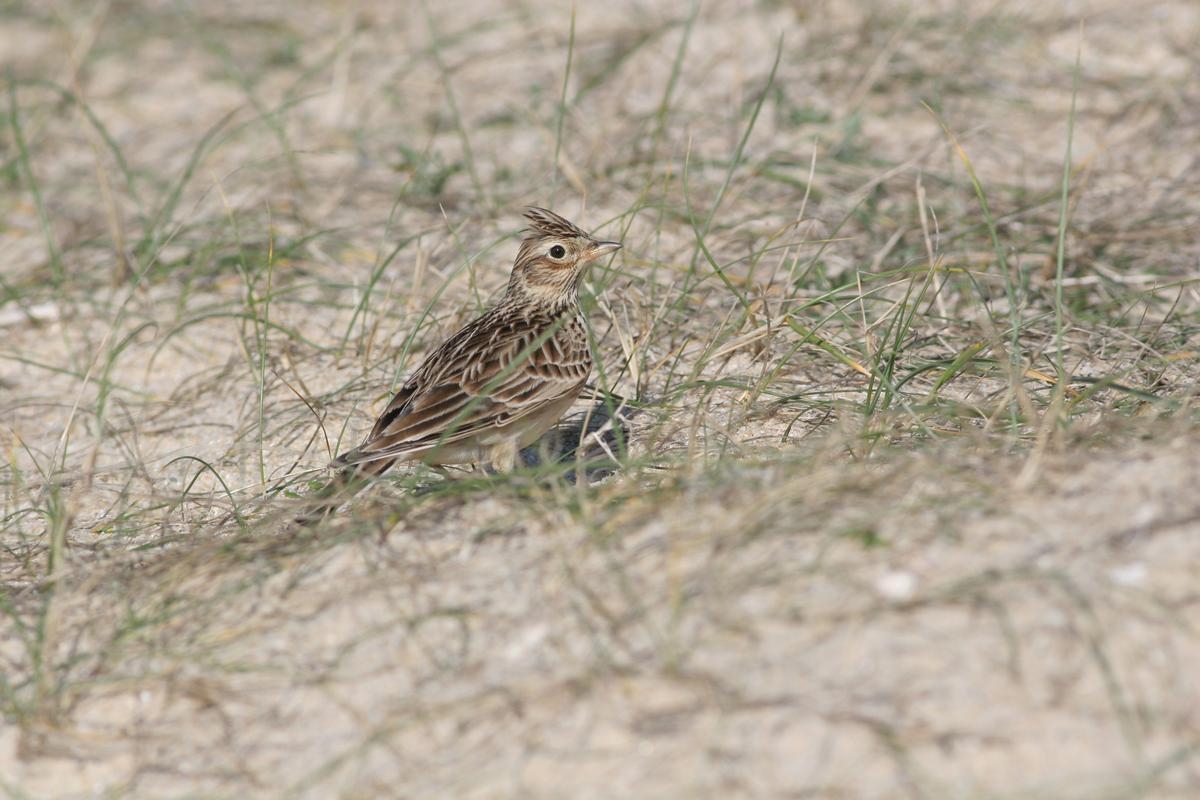 Los animales tienen talento: “Estar en contacto con las aves reduce nuestros niveles de cortisol, la hormona del estrés”
